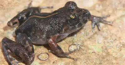 Nueva especie de rana encontrada en la selva peruana.