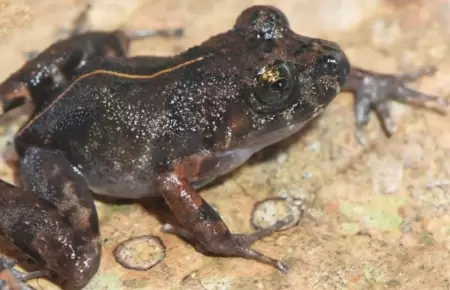 Nueva especie de rana encontrada en la selva peruana.