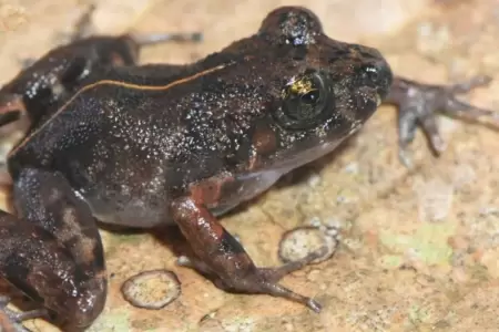 Nueva especie de rana encontrada en la selva peruana.