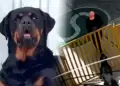 Rottweiler frustra asalto armado en grifo de Arequipa: delincuentes huyen con temor tras fallar disparo