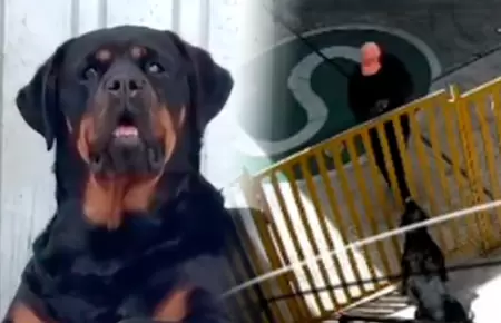 Arequipa: Rottweiler frustra el robo a una grifo en Alto Selva Alegre.