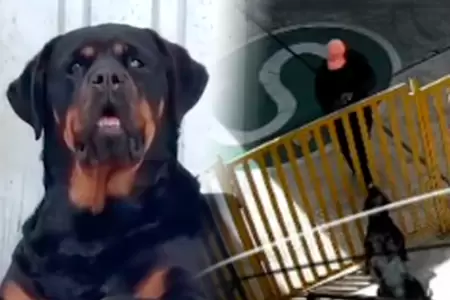 Arequipa: Rottweiler frustra el robo a una grifo en Alto Selva Alegre.
