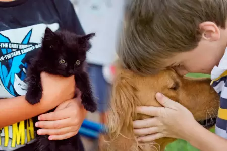 Cmo hacer que nuestros nios puedas respetar a sus mascotas?