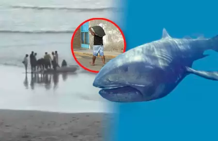 Piura: pobladores encuentra especie de tiburn protegida y se llevan su carne.