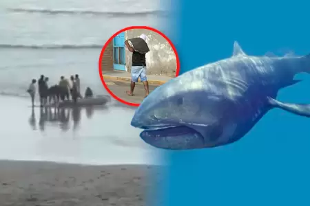 Piura: pobladores encuentra especie de tiburn protegida y se llevan su carne.