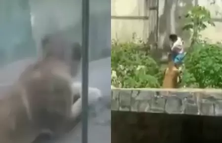 Leona de zoolgico atac a un hombre que se meti a su recinto.