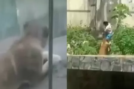 Leona de zoolgico atac a un hombre que se meti a su recinto.