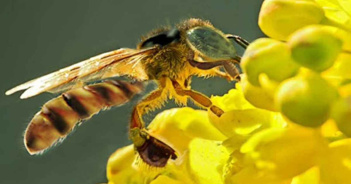 ¡Histórico! Abeja sin aguijón son reconocidos como sujetos de derechos por su rol ambiental