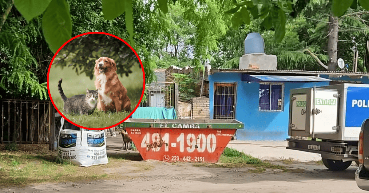 Mujer toma drástica decisión tras arrebatar la vida a sus 28 mascotas, entre perros y gatos