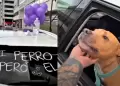 Perrito supera el cncer y lo CELEBRA en la calle: festejo conmueve en TikTok