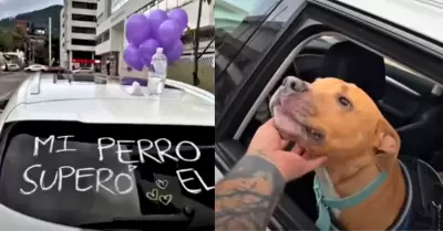 Perrito que celebra en las calles tras vencer el cncer se vuelve viral.