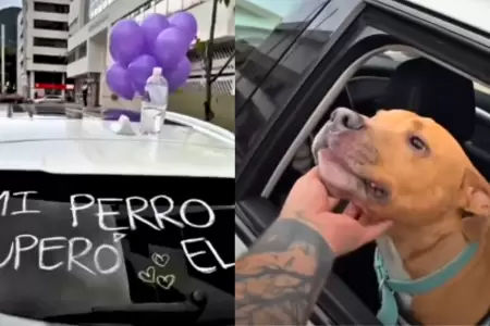 Perrito que celebra en las calles tras vencer el cncer se vuelve viral.