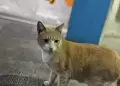 Tragedia en Miraflores. Confirman fallecimiento del 'gatito coraje' en el estacionamiento subterrneo del parque Kennedy