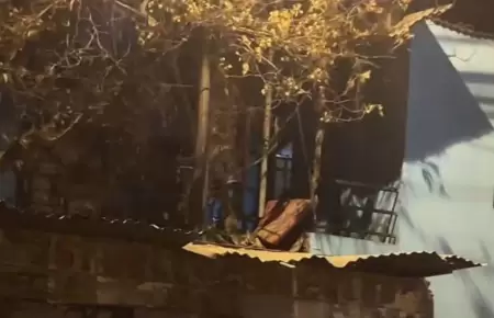 Beb de 11 meses fallece tras brutal ataque de dos perros pitbull.