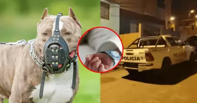 Padre y abuela de menor fueron detenidos tras ataque de pitbulls