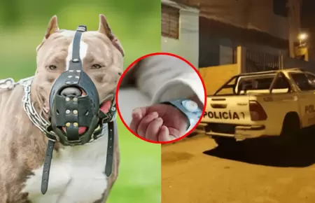 Padre y abuela de menor fueron detenidos tras ataque de pitbulls