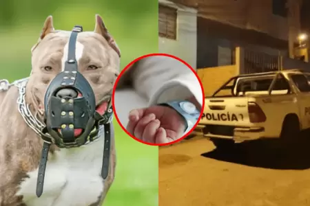 Padre y abuela de menor fueron detenidos tras ataque de pitbulls