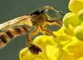 Histrico! Abejas sin aguijn son reconocidas como "sujetos de derechos" por su rol ambiental
