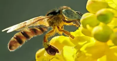 Abejas sin aguijn son declarados sujetos con derechos en Satipo