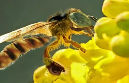 Abejas sin aguijn son declarados sujetos con derechos en Satipo