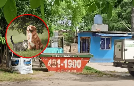 Mujer toma dr�stica decisi�n tras arrebatar la vida a sus 28 mascotas