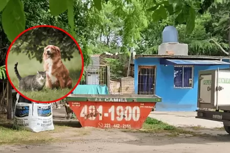 Mujer toma dr�stica decisi�n tras arrebatar la vida a sus 28 mascotas