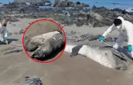 Hallan varado a tibur�n megaboca en Piura: Es el segundo ejemplar en menos de un mes