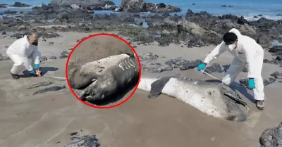 Hallan varado a tibur�n megaboca en Piura por segunda vez