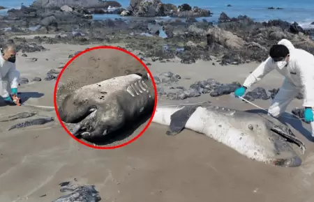 Hallan varado a tibur�n megaboca en Piura por segunda vez