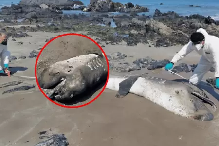 Hallan varado a tibur�n megaboca en Piura por segunda vez