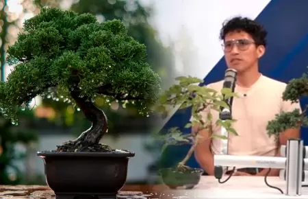 Historia y tradici�n del bons�i.