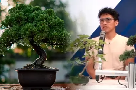 Historia y tradici�n del bons�i.