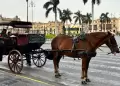 PJ ordena PROHIBICI�N de paseos a caballo en Centro Hist�rico de Lima por vulnerar protecci�n animal
