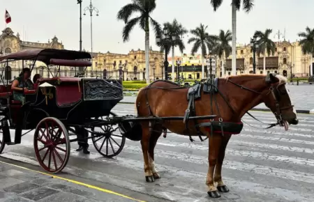 Paseos a caballo ser�n prohibidos por atentar contra Ley de Protecci�n Animal.