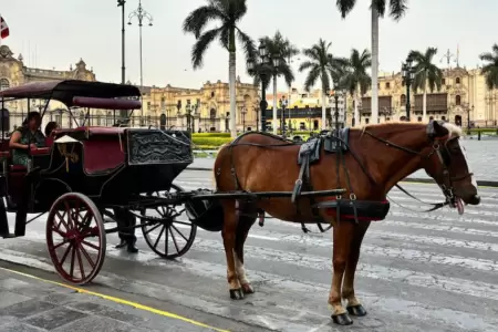 Paseos a caballo ser�n prohibidos por atentar contra Ley de Protecci�n Animal.