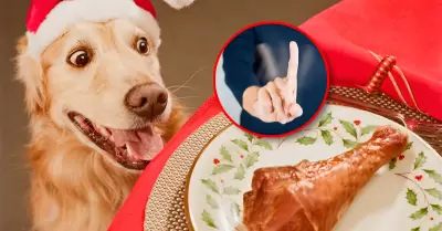 Compartir la cena navide�a con tu mascota puede terminar en una noche con el vet