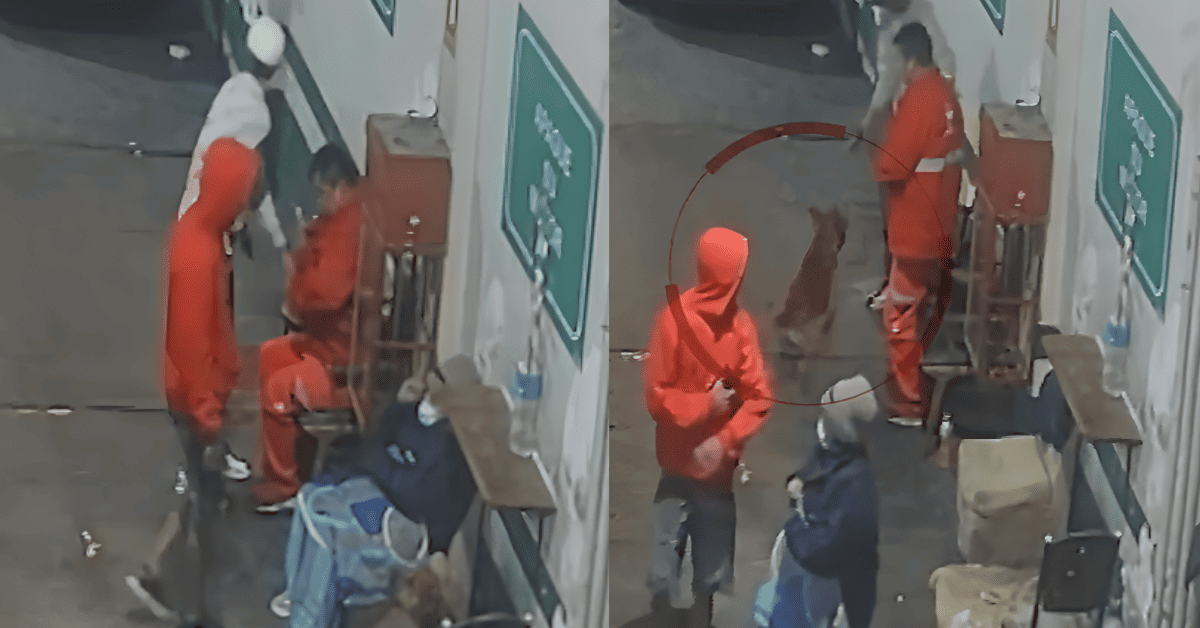 San Martín de Porres: Delincuentes disparan contra perrito que defendió a trabajadores durante asalto a grifo