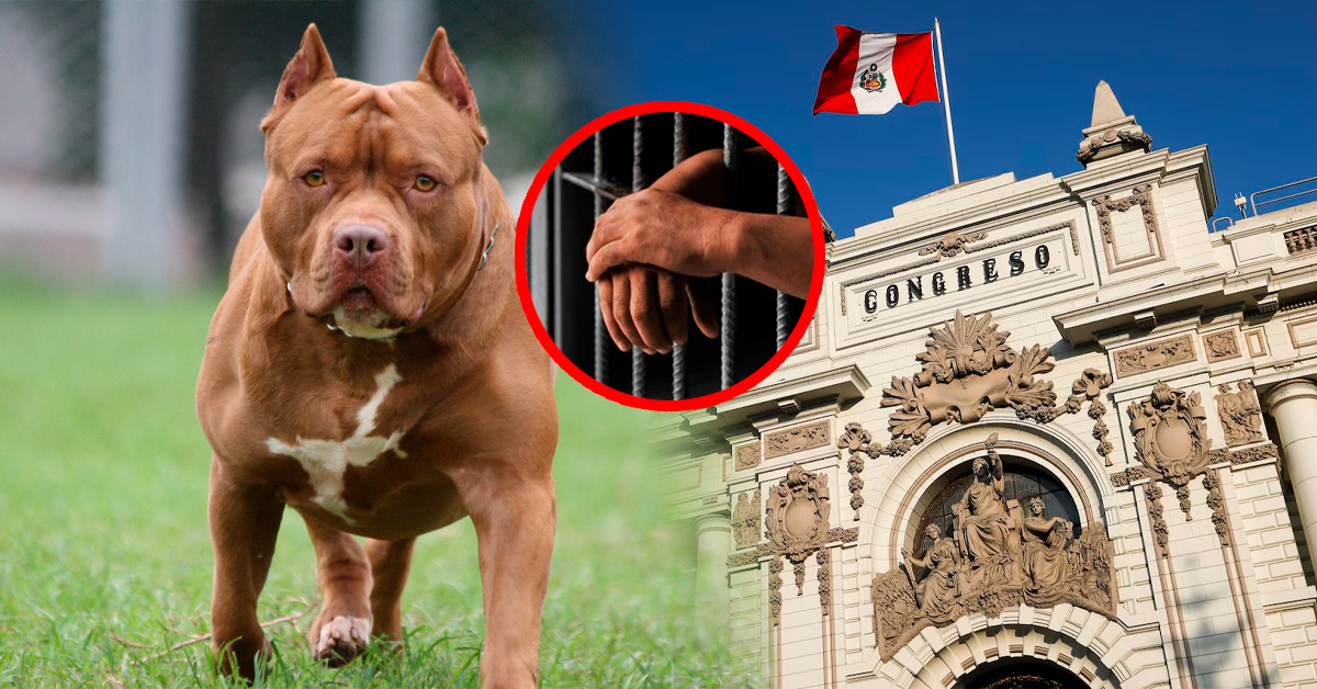 Congreso: Proponen cárcel para dueños de perros pitbull y otras "razas peligrosas" en casos de ataques