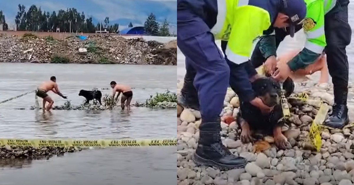 Huancayo: Perrito quedó atrapado en islote del río Mantaro y salvó de morir ahogado