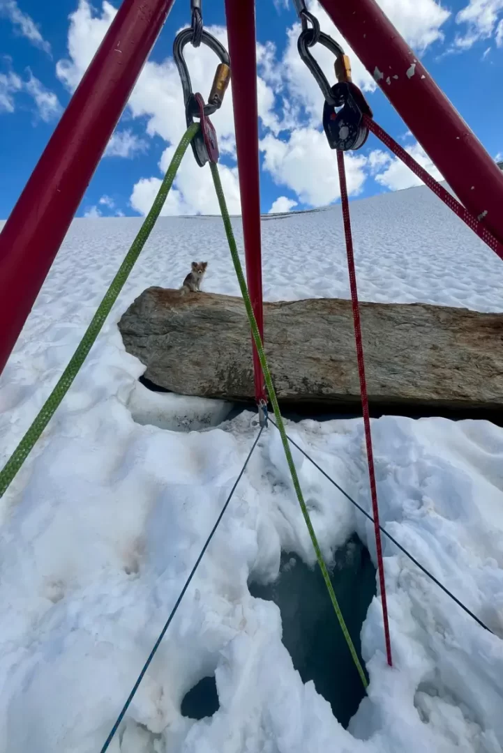 El chihuahua se qued� cerca al lugar donde ocurri� el accidente.