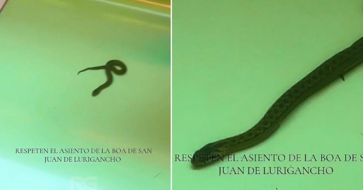 SJL: Pasajeros entran en pánico tras ver una serpiente en tren del Metro de Lima