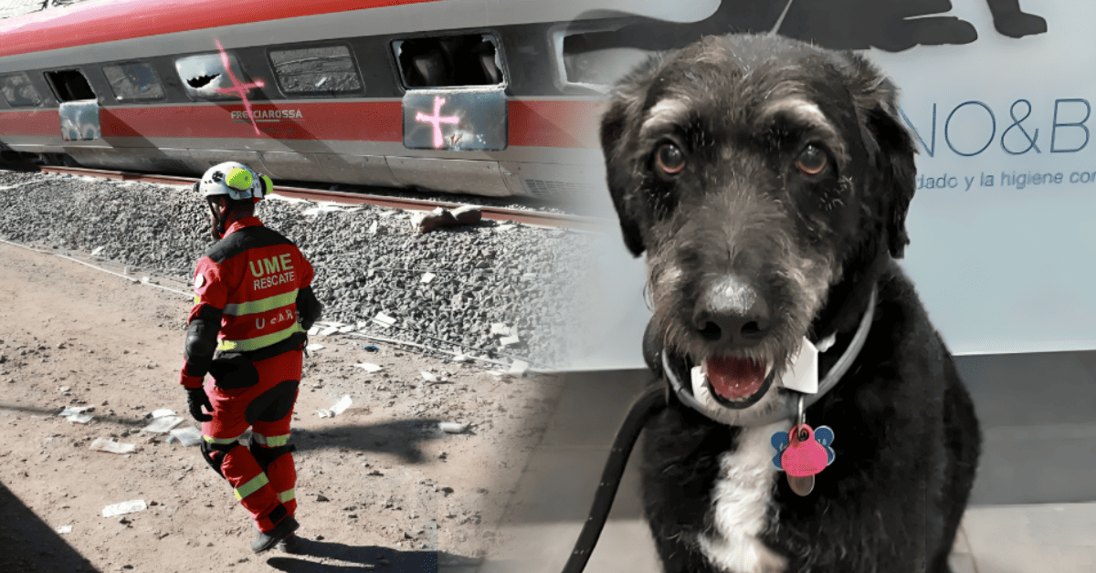 Tragedia ferroviaria en España: Encuentran a 'Boro', perrito que se había perdido tras accidente de tren