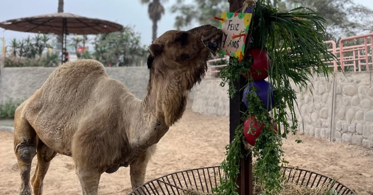Parque de las Leyendas despide a uno de sus queridos animales tras 17 años de vida: "Hasta siempre"