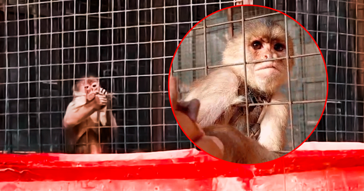 Monito vive enjaulado en plena vía pública: Familia en Carabayllo tiene al animal en pésimas condiciones