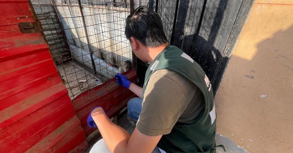 Rescatan a mono machín blanco en Carabayllo: Animal vivía fuera de vivienda en pésimas condiciones