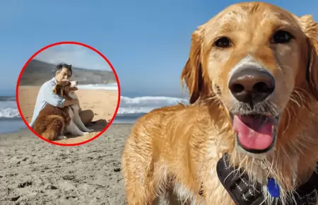 Conoce cu�les son las playas que se pueden visitar junto a sus mascotas