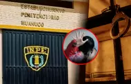 Hu�nuco: Hombre condenado por violaci�n sexual escapa del penal de Potracancha en pleno A�o Nuevo