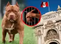 Congreso: Proponen c�rcel para due�os de perros pitbull y otras "razas peligrosas" en casos de ataques