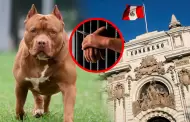 Congreso: Proponen c�rcel para due�os de perros pitbull y otras "razas peligrosas" en casos de ataques