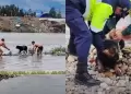 Huancayo: Perrito qued� atrapado en islote del r�o Mantaro y salv� de morir ahogado